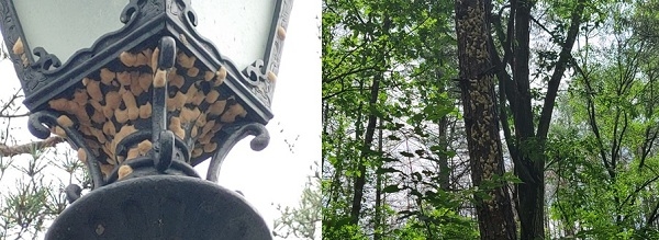 가로수에 붙어 있는 매미나방 알집(왼쪽)과 숲속 나무에 붙어 있는 매미나방 알집 (사진=연합뉴스)