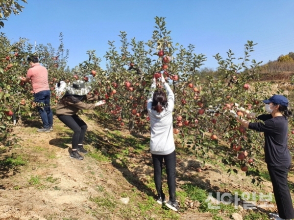 충남도 농림축산국 소속 직원이 30일 농촌 일손돕기를 하고 있다.(사진=충남도)