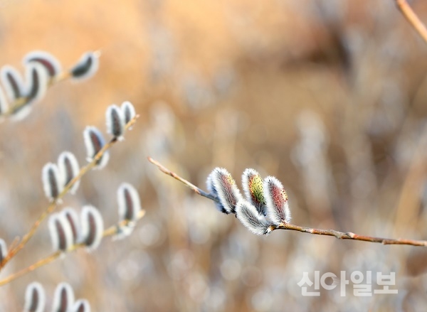 (사진=서산시)