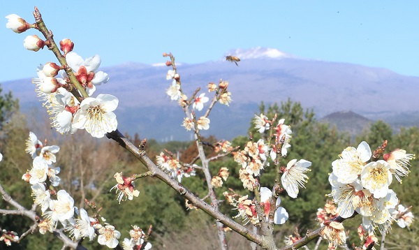매화. (사진=연합뉴스)