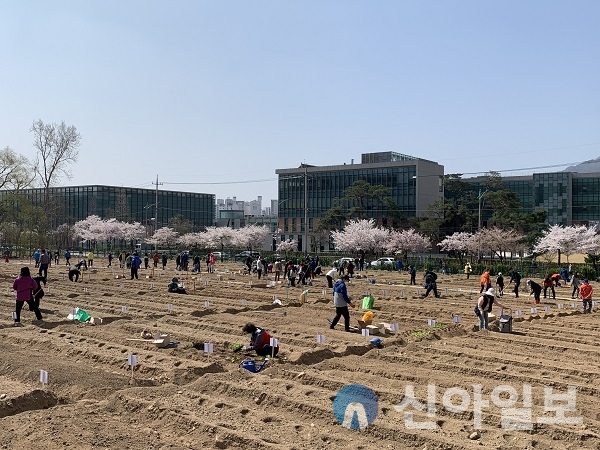 사진은 쌍문동 친환경 나눔텃밭.(사진=도봉구)