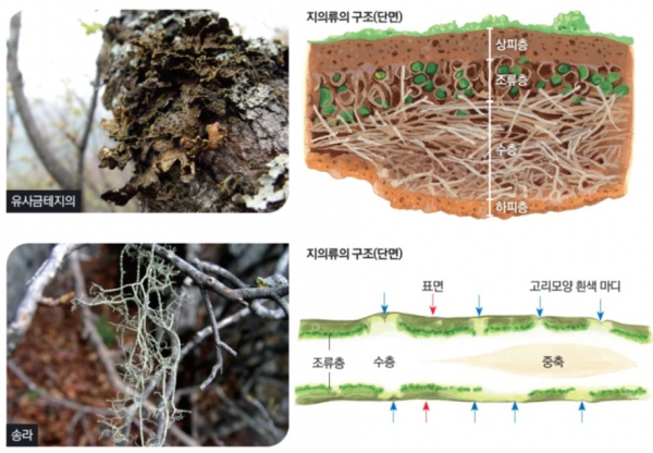 산림청 국립수목원은 지의류(Lichen)를 사진비교를 통해 동정할 수 있는 ‘석조문화재의 지의류’를 발간했다. (사진=국립수목원)