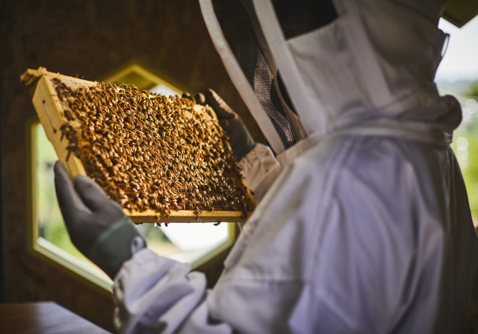 한화그룹 탄소저감벌집 ‘솔라비하이브(Solar Beehive)’에 꿀벌을 입주하는 모습. [사진=한화그룹]
