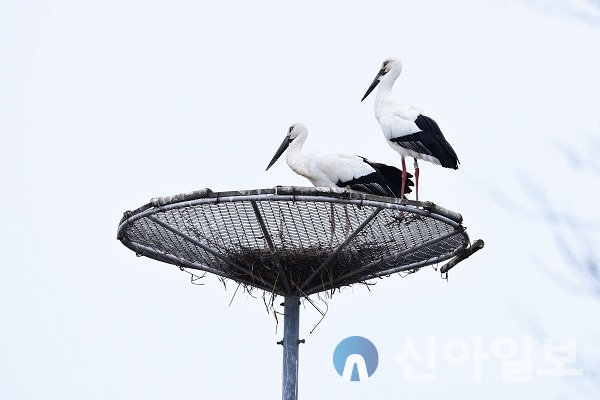 서산버드랜드 내 설치된 인공둥지에서 황새가 짝을 이룬 모습.(사진=서산시)
