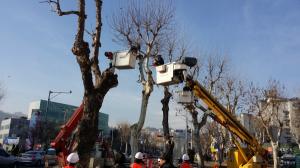 대전 중구, 아름다운 가로수길 조성 위한 새봄맞이 단장