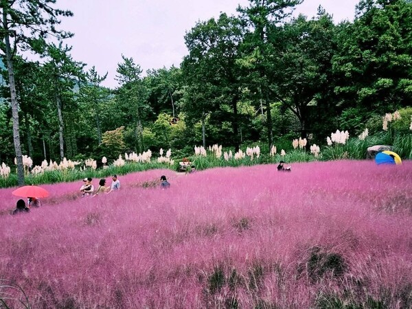 가을꽃부터 숲속 산책까지...해남군, 가을 정원 명소 4곳 소개 - 뉴스 썸네일 이미지
